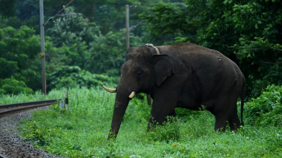 కేరళ అసెంబ్లీ ఎన్నికలు 2026: వన్యప్రాణుల చొరబాటు, అనేక నియోజకవర్గాల్లో ఓట్లను పట్టుకునే సమస్య
