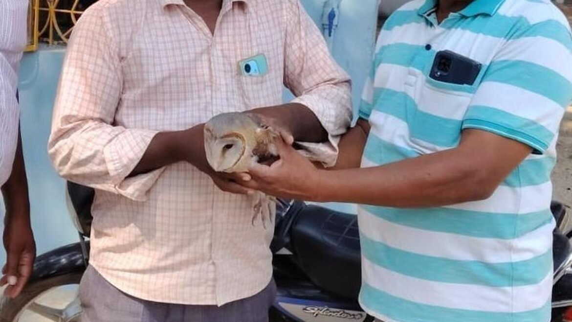 చిత్తూరులో గుడ్లగూబ రక్షించబడింది
